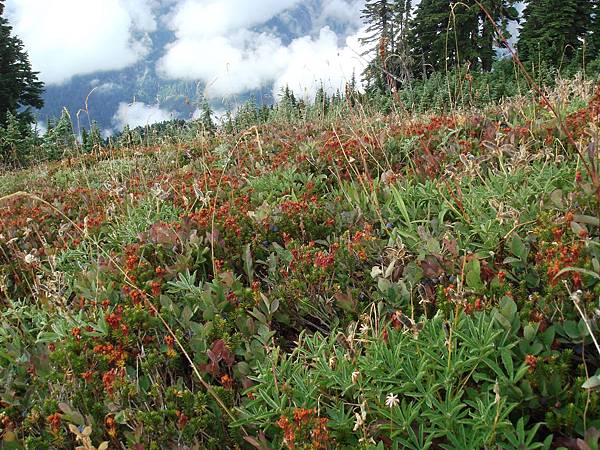 fields of blueberries