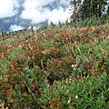 fields of blueberries