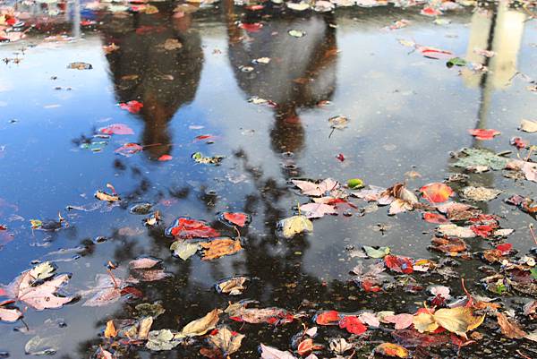 reflection of fall