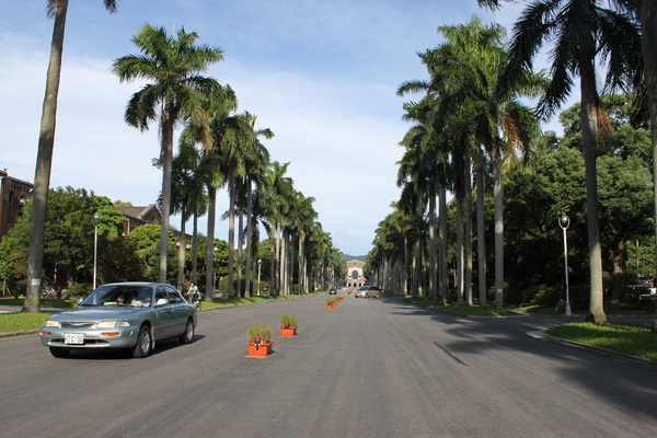 椰林大道 椰林大道