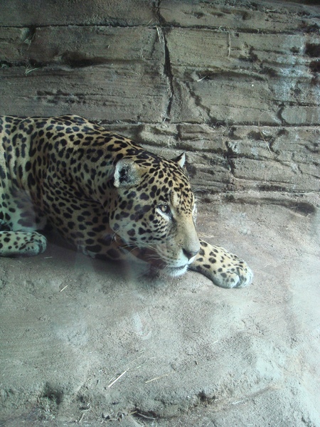 Jaguar