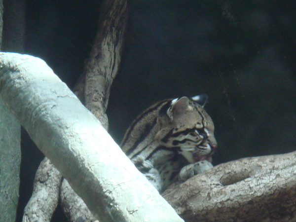 Ocelot closeup