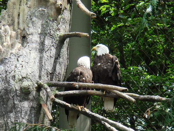 American Bald Eagle