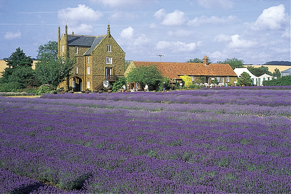 N Lavender 07.jpg N Lavender 07.jpg