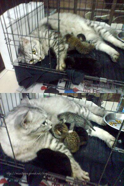 cats cats