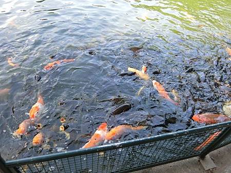 台北市景點一日遊推薦【至善園】拍照景點推薦