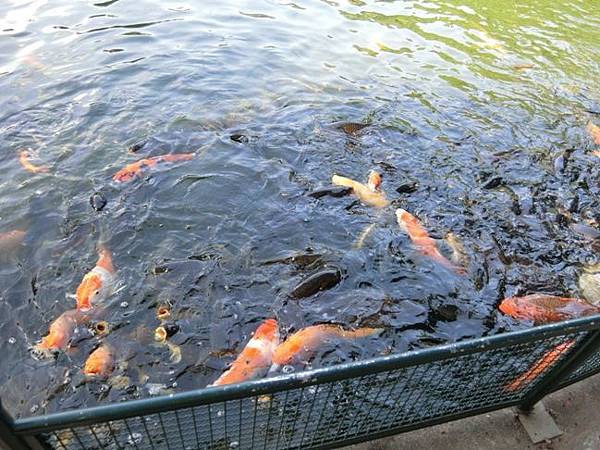 台北市景點一日遊推薦【至善園】拍照景點推薦