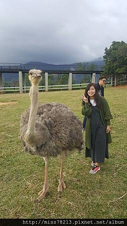 台東好玩新景點分享台東美食台東原生應用植物園鐵花村音樂聚落藍蜻蜓炸雞阿鋐炸雞台東3天兩夜行程推薦