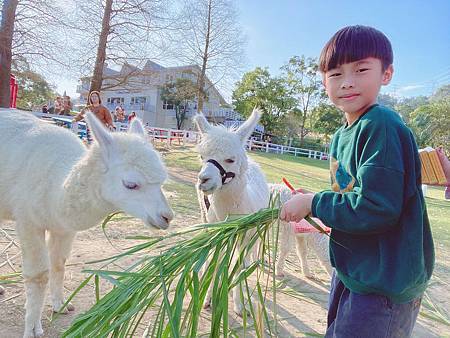 草泥馬