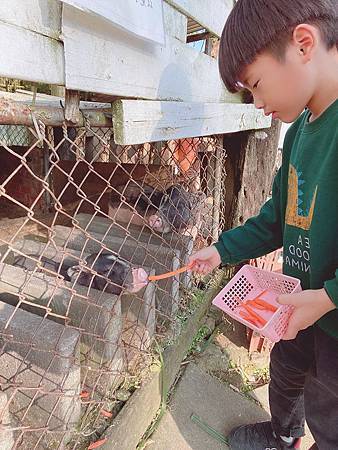 草泥馬可愛小豬餵食體驗