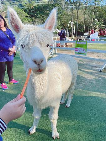 草泥馬可愛小豬餵食體驗