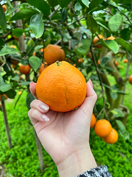 花蓮景點 樹湖豐慶果園 採橘趣4.png