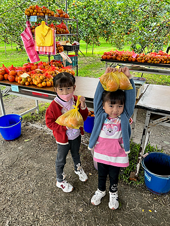 花蓮景點 樹湖豐慶果園 採橘趣1.png