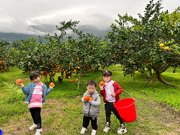 花蓮景點 樹湖豐慶果園 採橘趣2.png