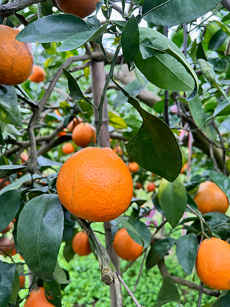 花蓮景點 樹湖豐慶果園 採橘趣6.png