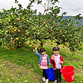 花蓮景點 樹湖豐慶果園 採橘趣7.png