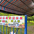 花蓮景點 樹湖豐慶果園 採橘趣9.png