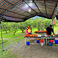 花蓮景點 樹湖豐慶果園 採橘趣10.png