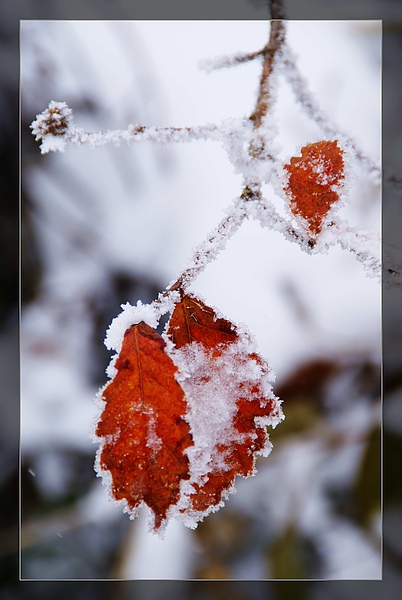 紅葉雪4.jpg