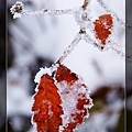 紅葉雪4.jpg