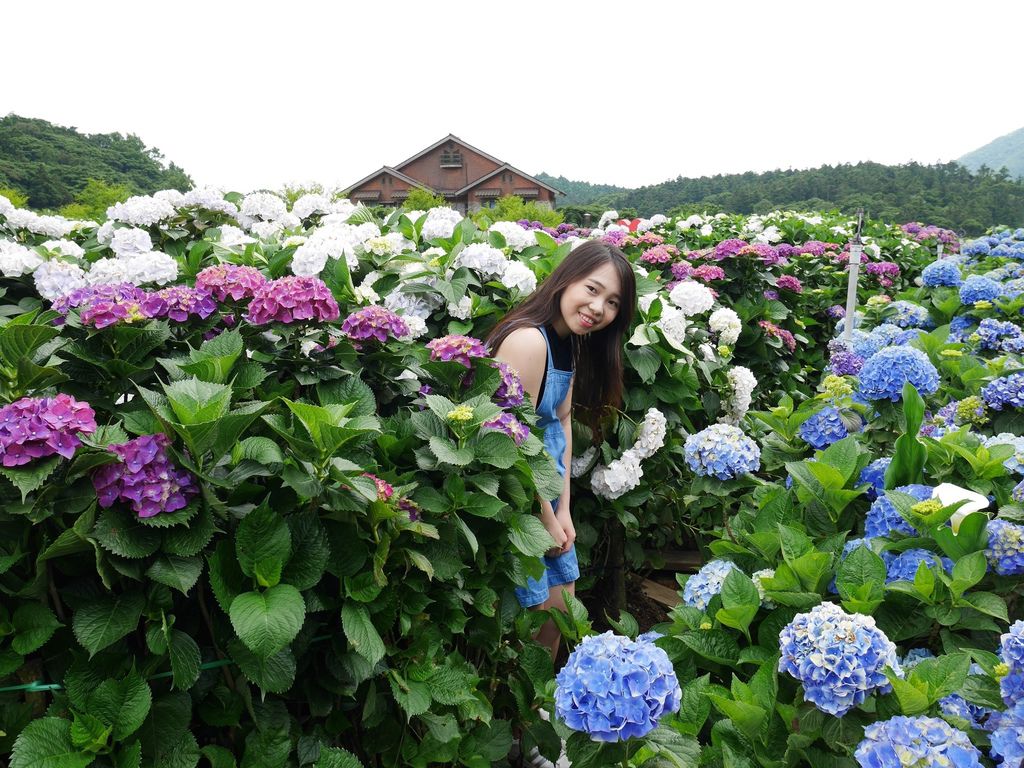 22歲的繡球花冒險之旅🌺🌸🌼🌻💐🌷🌹_180522_0306.jpg 22歲的繡球花冒險之旅🌺🌸🌼🌻💐🌷🌹_180522_0306.jpg