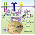 教學研究海報2