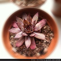 Sempervivum Bloody Tip 1