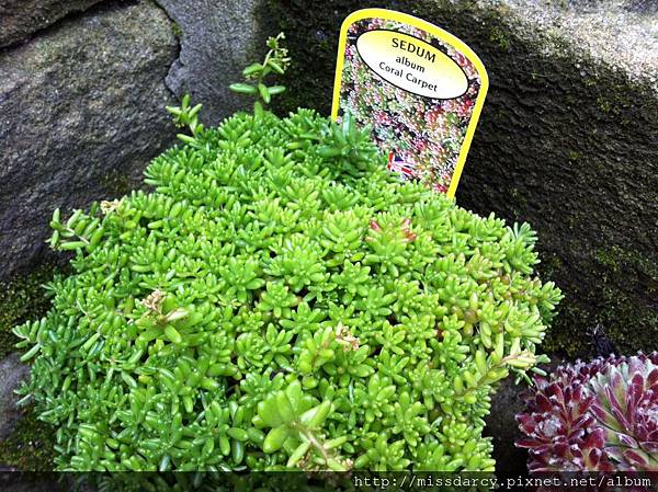 Sedum album Coral Carpet