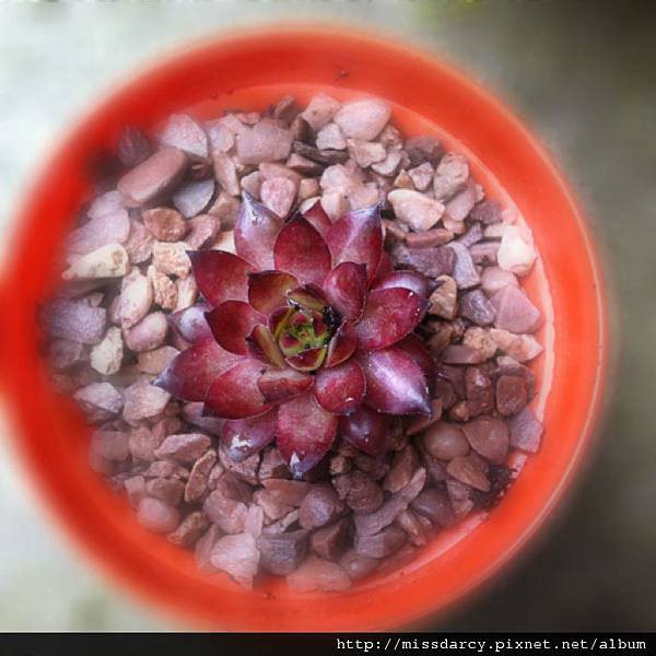 Sempervivum Bronco