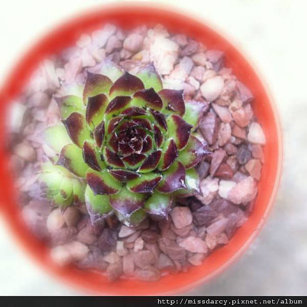 Sempervivum Reinhard