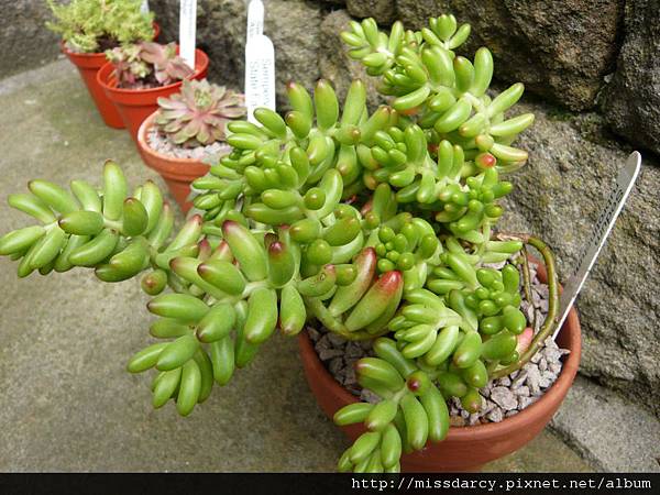 Sedum 虹之玉-1 20120617.JPG