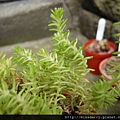 Sedum Sexangulare-2 20120617.JPG