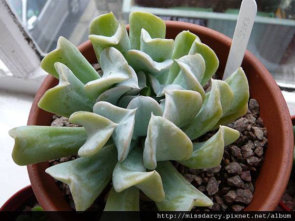 Echeveria Runyonii Topsy Turvy 特葉玉蝶.JPG