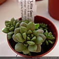 Sedum Little Gem 20120711-1.JPG