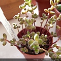 Sedum Stahli 玉葉 0711-3.JPG