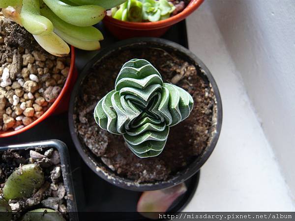 Crassula Budda's Temple 20120711.JPG