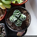 Crassula Budda's Temple 20120711.JPG