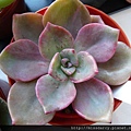 Graptoveria Mrs Richards 李察夫人 20120711.JPG