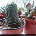 Crassula Buddas Temple 20120714.JPG