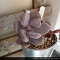 Graptopetalum Amethystina 紅月美人 20120711-1.JPG