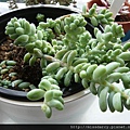 Sedum Burrito 新玉綴 20120714.JPG