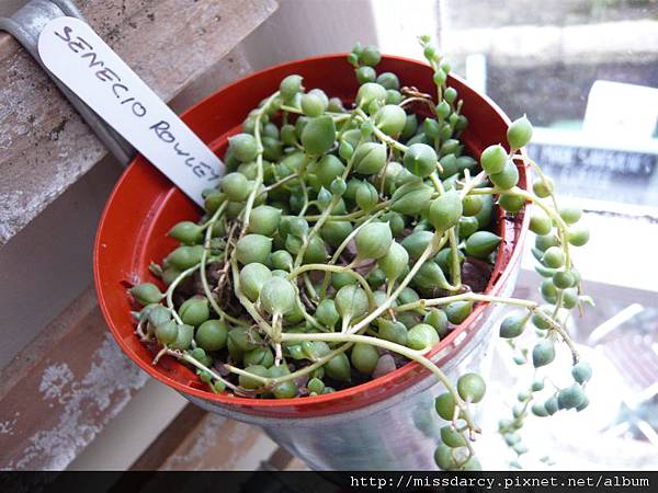 Senecio Rowleyanus 綠之鈴 20120714.JPG