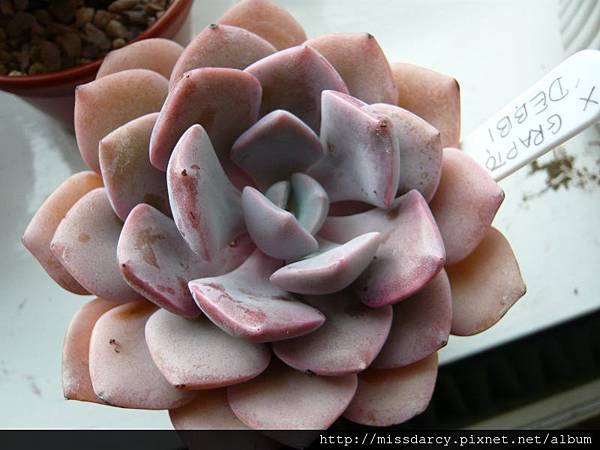 x Graptoveria Debbi 20120714.JPG