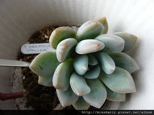 X GRAPTOVERIA 'OPALINA' 20120714-1.JPG