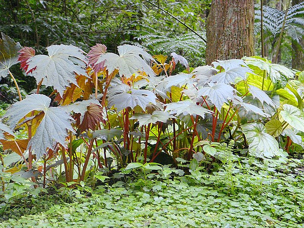 植物和動物和人物 (15).JPG