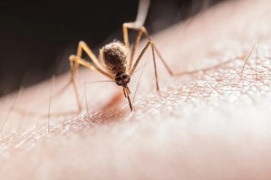 《藥師的健康生活》---如何挑選防蚊產品?
