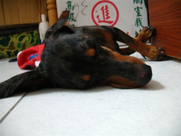 六月十九日 (1).JPG