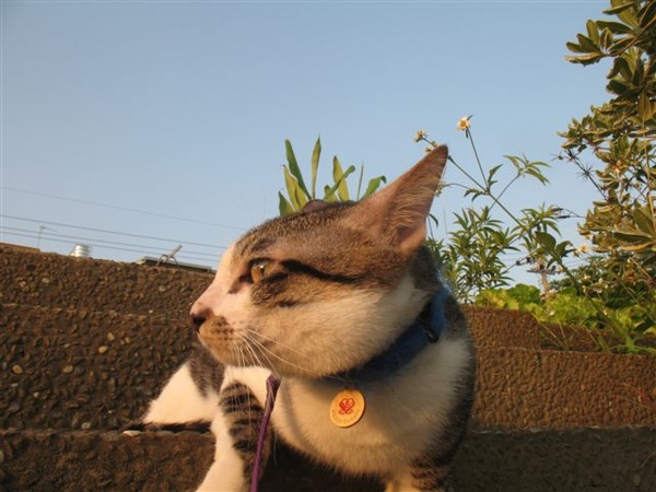 水泥石頭梯