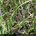 DSC03736.JPG