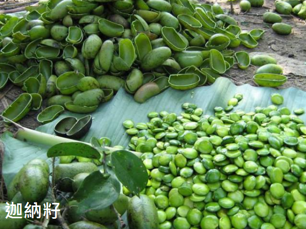 迦納籽.PNG 試用
